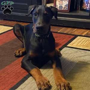 Harper, Doberman Pinscher Puppy
